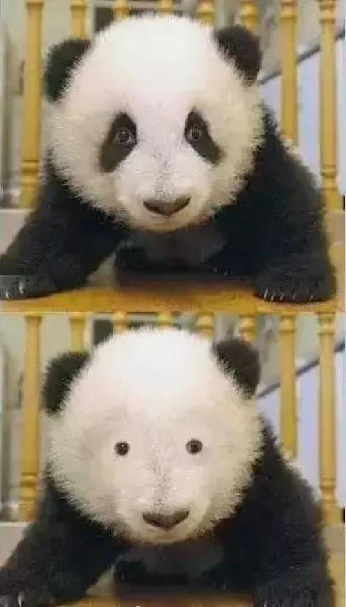 找到大熊猫黑眼圈的原因了 找到大熊猫黑眼圈的原因了