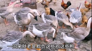 卤鹅哥成功投喂周鸿祎吃鹅