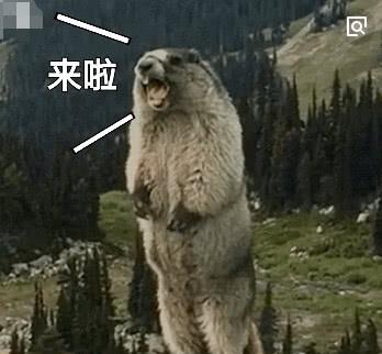 网友自驾游偶遇土拨鼠打架 网友自驾游偶遇土拨鼠打架