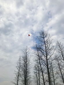 华为手机怎么更新樱花