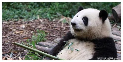 “熊猫债”火了