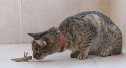 流浪猫像人一样端坐在餐桌前等喂食