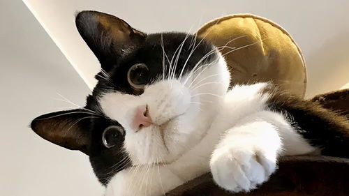 俄罗斯奶牛猫运毒被抓只能喵喵喵