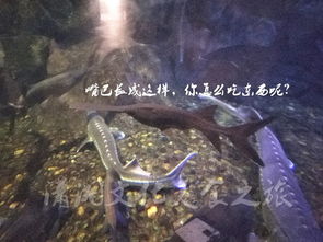 灵魂幽谷游戏攻略 VS 长沙海底世界小游戏攻略 灵魂幽谷游戏攻略 VS 长沙海底世界小游戏攻略