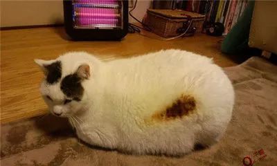 小猫游戏橘猫游戏攻略 VS 闲鱼厨房游戏大全攻略 小猫游戏橘猫游戏攻略 VS 闲鱼厨房游戏大全攻略
