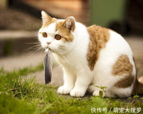 文明放置游戏攻略 VS 小猫游戏橘猫游戏攻略